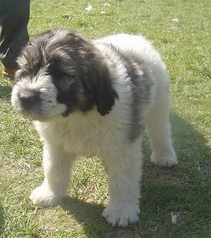 Front side view - A fluffy white with black Romanian Mioritic Shepherd Dog puppy is standing in grass looking forward.