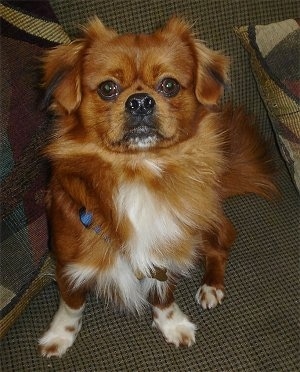 A medium-haired, red with white Pekingese/Dachshund/Miniature Pinscher mix is sitting on and against the back of a brown couch looking up.