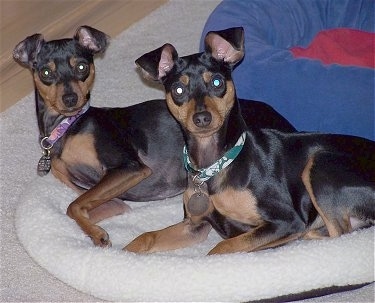 Two black and tan Miniature Pinschers are laying on a dog bed. They are looking forward. Their ears are not cropped and hang flopped over.