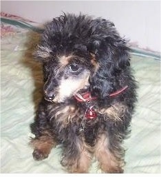 A black with tan Miniature Poodle puppy is sitting on a light green blanket looking down and to the left.
