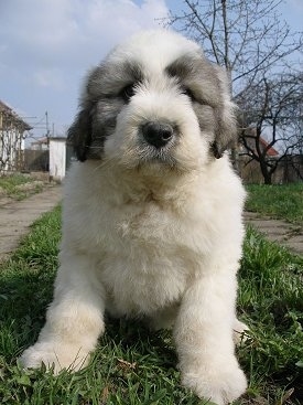 Close up view from the front - A fluffy, white with black Romanian Mioritic Shepherd Dog puppy is sitting in a strip of grass looking forward. There is a cement sidewalk on one side of it and a flagstone walkway on the other side.