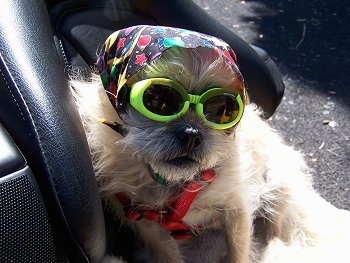 Close up - A wiry-looking Terrier mix is in the backseat of a motorcycle. It has on a colorful bandana on its head and bright yellow goggles.
