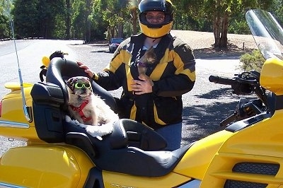 A Terrier mix is sitting in the back seat of a bright yellow with black motorcycle. It is wearing glasses and a red harness next to a person wearing the same jacket