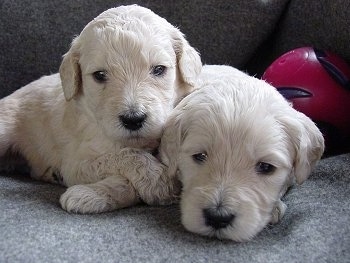 Two cream-colored Goldendoodle Puppies are cuddled together on a couch. There is a toy ball to the right of them
