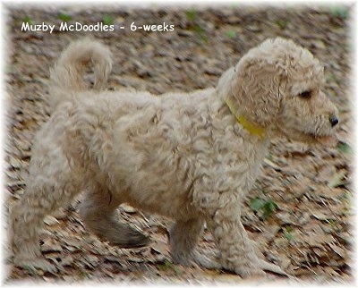 A tan Goldendoodle Puppy is walking across ground riddled with leaves. The words - Muzby McDoodles - 6 - weeks - is overlayed
