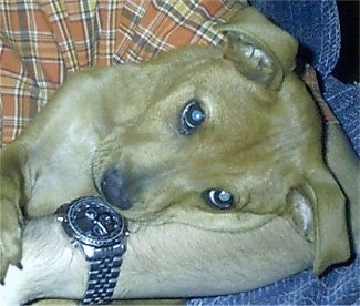 Close up - A tan with white Mountain Feist is laying in the arms of a man who is wearing an orange and tan flannel shirt, blue jeans and a watch on their wrist. The dog's head is sideways and it is looking forward.