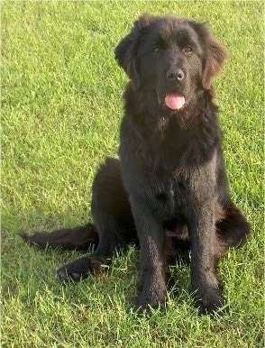 Front view - A fluffy, black Newfoundland puppy is sitting in grass and it is looking up. Its mouth is open and tongue is out.
