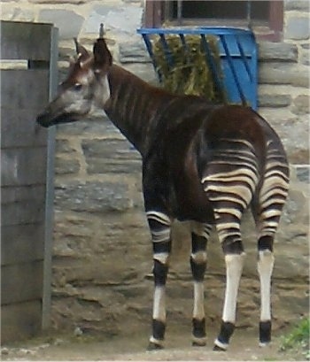 The front left side of an Okapi that is standing next to a wooden fence and in front of a stone wall. It is looking to the left.