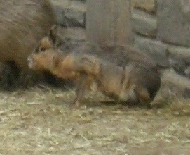 The left side of a Patagonian Cavy standing in hay next to a stone wall