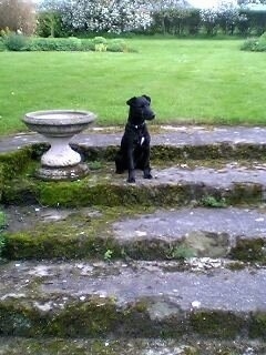 A black Patterdale Terrier is sitting on an old set of backyard steps next to a ceramic bird bath looking to the right.