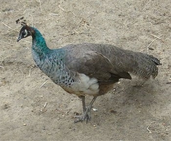 Female Peacocks Pictures