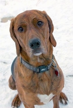 Front view close up - A brown with black and white Plott Hound is sitting in snow and it is looking up. The dog has long drop ears.