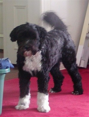 Front side view - A black with white Portuguese Water Dog is standing on a red carpet and it is looking forward.