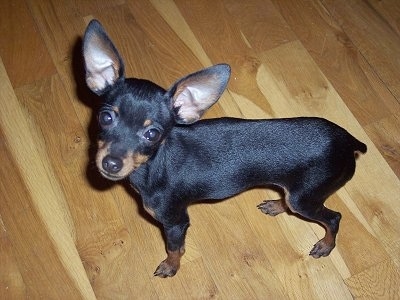 View from the top looking down at the dog - A black with tan Prazsky Krysarik is standing on a hardwood floor and it is looking up. It has a docked tail, a short coat and large perk ears.