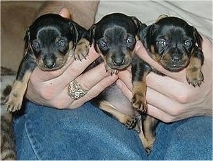 Close up - Three black with tan Prazsky Krysarik puppies are being held in the hands of a person and they are looking forward.