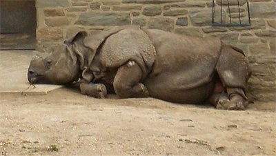 The left side of a Rhinoceros that is laying on a dirt path against a brick wall