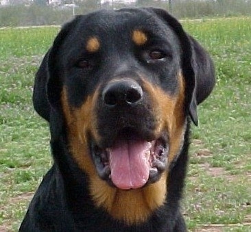 roman rottweiler