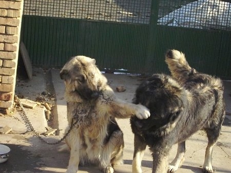 A black and tan Sarplaninac dog is sitting on a concrete surface behind a house and it is pawing at the face of a black with tan Sarplaninac to the right of it.