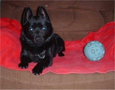 Front view - A small black Schipperke is laying on a red towel that is laid across a recliner. There is a blue ball next to the dog.