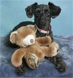 A shaved black Schnoodle is laying on a stand with a brown teddy bear in its front paws and it is looking forward.