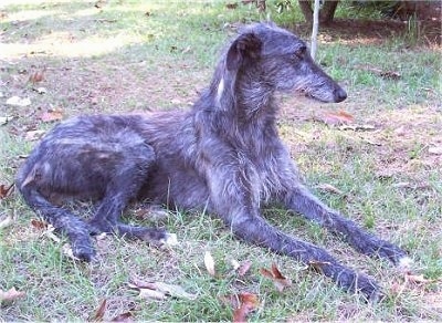 Side view - The right side of a wiry looking black with gray and white Scottish Deerhound that is laying across grass and it is looking to the right.