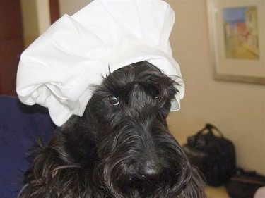 Close Up - Montgomery MacGregor the black Scottish Terrier is wearing a large white bakers hat.