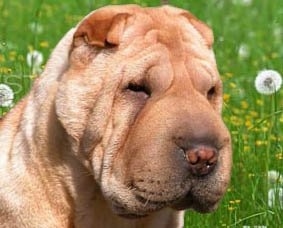 Close up head shot - A tan Chinese Shar-Pei is sitting outside in grass and it is looking down and to the right. It has a lot of wrinkles, a big head, a large muzzle, small squinty eyes and tiny ears.