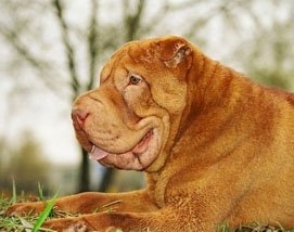 The front left side of a red Chinese Shar-Pei that is laying across grass and it is looking to the left. Its mouth is open and its tongue is sticking out. its mouth looks like Joker from Batman. It has a lot of extra skin and a realy thick body with a big head.