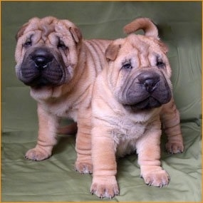 Two puppies on a green couch - A tan wrinkly Chinese Shar-Pei puppy is sitting down and standing over top of its back is another tan wrinkly Shar-Pei. They both are looking forward. The puppies have a lot of thick extra skin and big black noses.