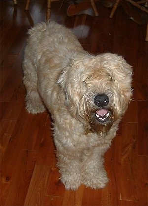 Soft Coated Wheaten Terrier Puppy Dogs Doogan at 4 years old.