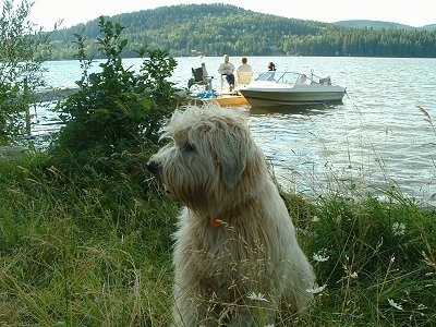 A tan Soft Coated Wheaten Terrier dog is sitting in tall grass on a bank next to water. Behind it is a small group of people sitting on a dock and there is a boat next to them.