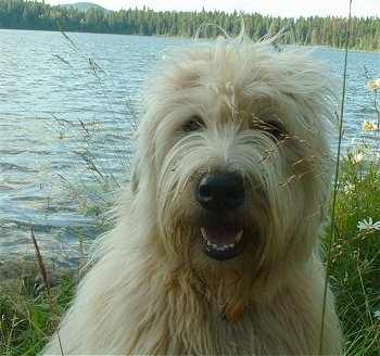 Close up head shot - A tan Soft Coated Wheaten Terrier dog is sitting in an tall grass, it is looking forward, its mouth is open and it looks like it is smiling. There is a body of water behind it. It has a big black nose and long blonde hair.