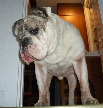 Close up - Spike the Bulldog is standing at the top of a staircase, he is looking down the staircase. He has a wide chest, a thick neck and he is not wearing a collar.