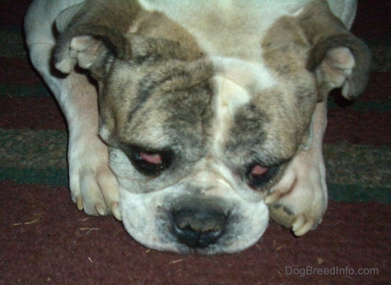 Close up head shot - Spike the Bulldog is looking down at a rug that is under him with the reds of his sleepy eyes showing.