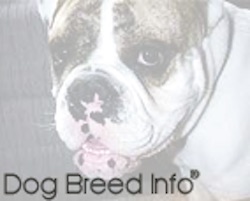 Close up - Spike the Bulldogs face, he is looking forward and his mouth is open. There is an opac white layer overtop of the image. The Words - Dog Breed Info - are overlayed at the bottom of the image.