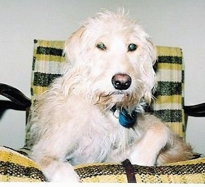 Charlie the Spinone Italiano mix is laying in a yellow, black and white striped lawn chair