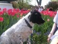 Right Profile - A black and white Stabyhoun is sitting in front of a line of hot pink tulip flowers and it is looking at the person in front of it.