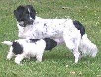 The left side of a white with black Stabyhoun dog that is standing across a field and looking to the right. Under it is a white with black Stabyhoun puppy nursing from its mother.