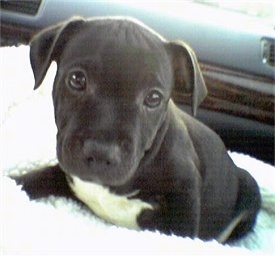Close up - A little black with white Staffordshire Bull Terrier puppy is sitting on a fluffy surface in the passenger side of a vehicle and it is looking forward.