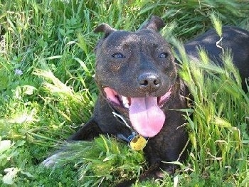 Close up - A big headed, large, muscular black brindle  with white Staffordshire Bull Terrier is laying across a grass surface, it is looking forward, it is panting and it looks like it is smiling. The dog has a wide tongue.