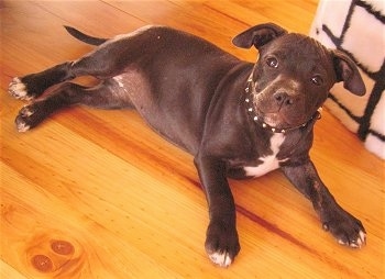 The right side of a thick black with white Staffordshire Bull Terrier puppy that is laying across a hardwood floor and it is looking up. The dog is wearing a leather collar with spikes on it.