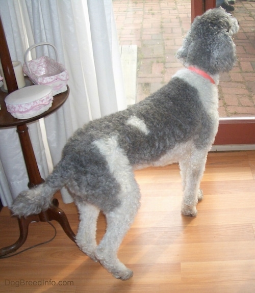 A curly-coated, gray and white dog standing on a hardwood floor looking out of a glass door to a brick patio.