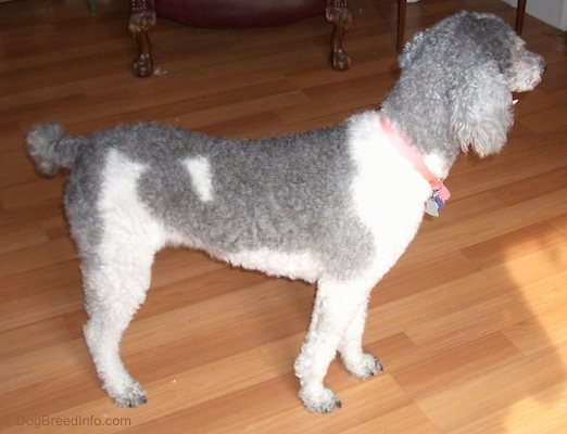 The right side of a bicolor, gray and white, Standard Poodle dog standing on a hardwood floor looking to the right.