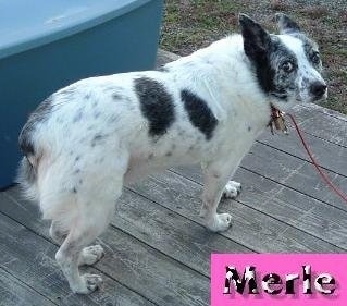 The back right side of a white with black Australian Stumpy Tail Cattle Dog standing across a hardwood deck looking forward. Overlayed at the bottom right of the image is a pink box and in side of the box is the word - Merle.