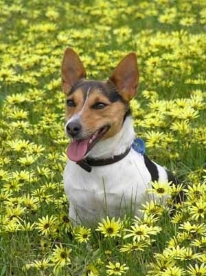 A white with black and tan Tenterfield Terrier is sitting in a field of bright yellow daisy flowers facing the left with its mouth open and its tongue sticking out. It has tall perk ears and slanted brown eyes and a black nose.