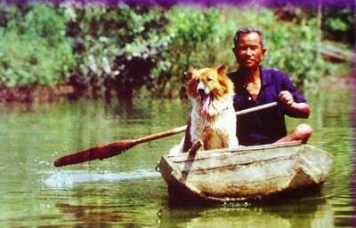 A man is guiding a boat and sitting in the boat is his Thai Bangkaew Dog who has its mouth open and tongue out. The dog has a thick furry coat.