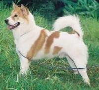 Left Profile - A red and white Thai Bangkaew Dog is standing across a grass surface, it is looking to the left, its mouth is open and its tongue is sticking out.