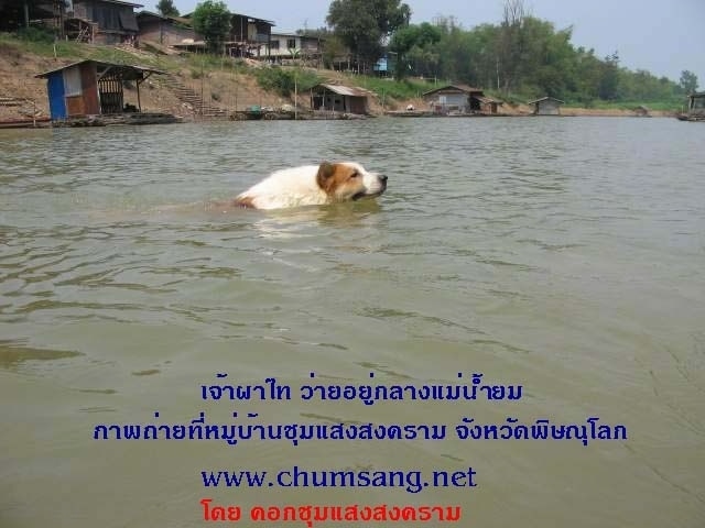 A red and white Thai Bangkaew Dog is swimming across a body of water.