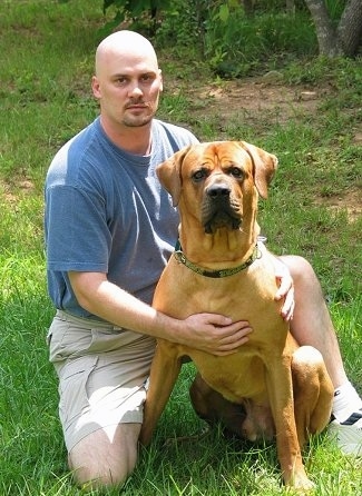 A man in a blue shirt is kneeling next to an extra large breed brown with white Tosa dog. They are outside in grass and looking forward.
