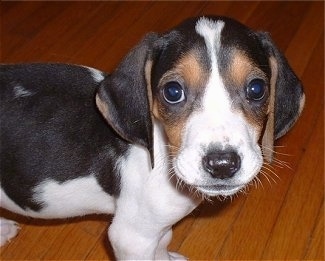 Close up - Top down view of a small white and black with brown Treeing Walker Coonhound puppy that is standing across a hardwood floor, it is looking up and forward. It has a black nose and wide round dark eyes.